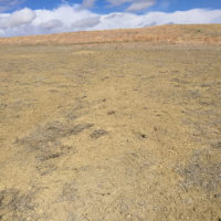 Grassland destryed by prarie dogs on Boulder Open Space