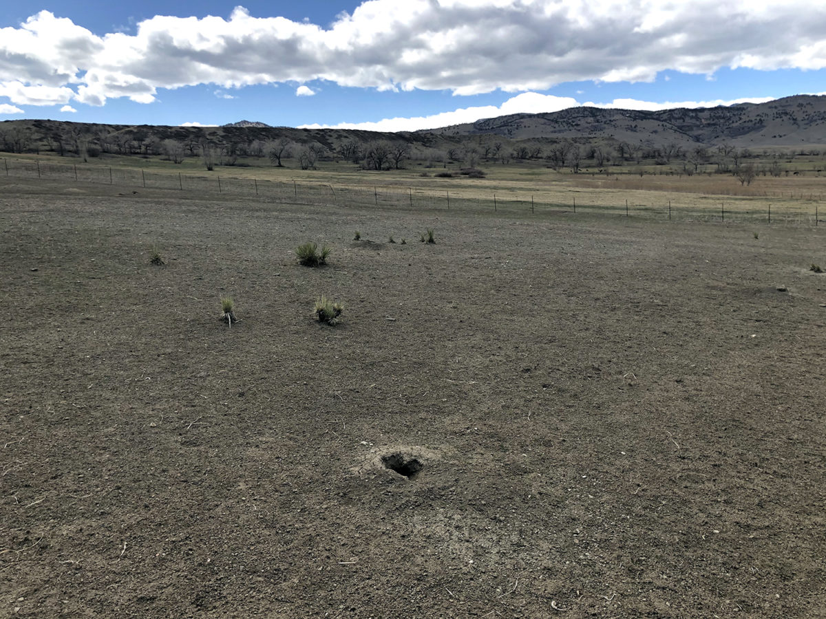 Damage from prairie dogs on city of boulder agricultural land