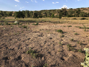 destruction of agricultural lands by prairie dogs